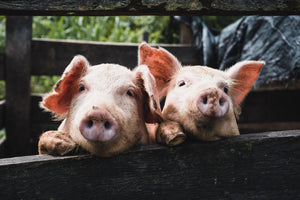 Das Schwein
